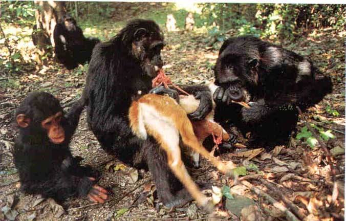 scimpanze-carnivori.jpg